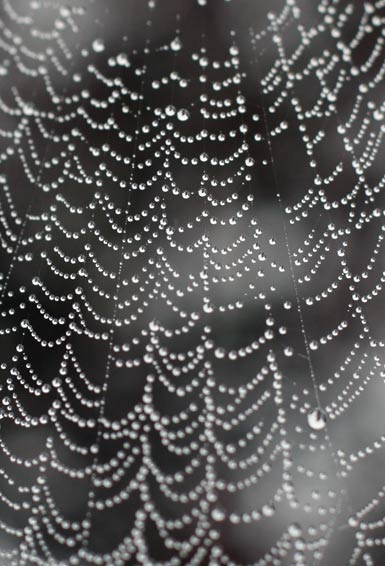 web_drops