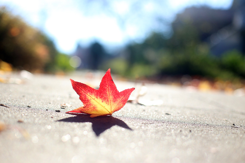 red_leaf_800