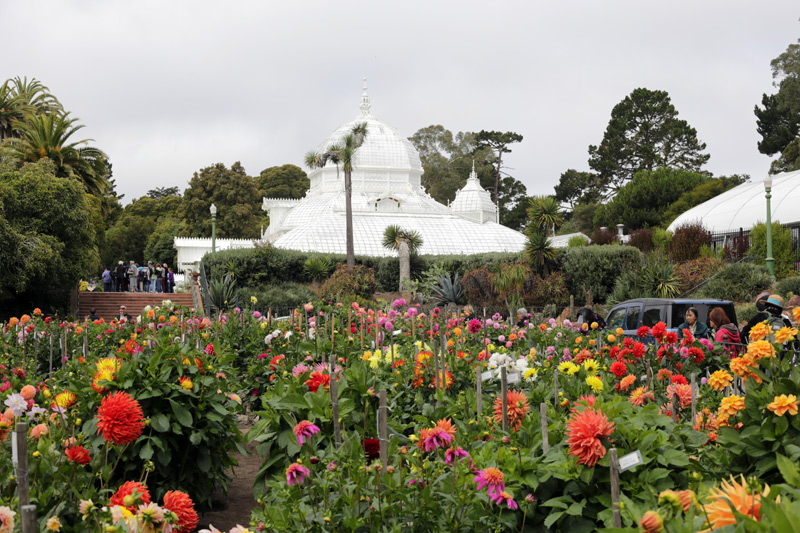 dahlia_garden_800