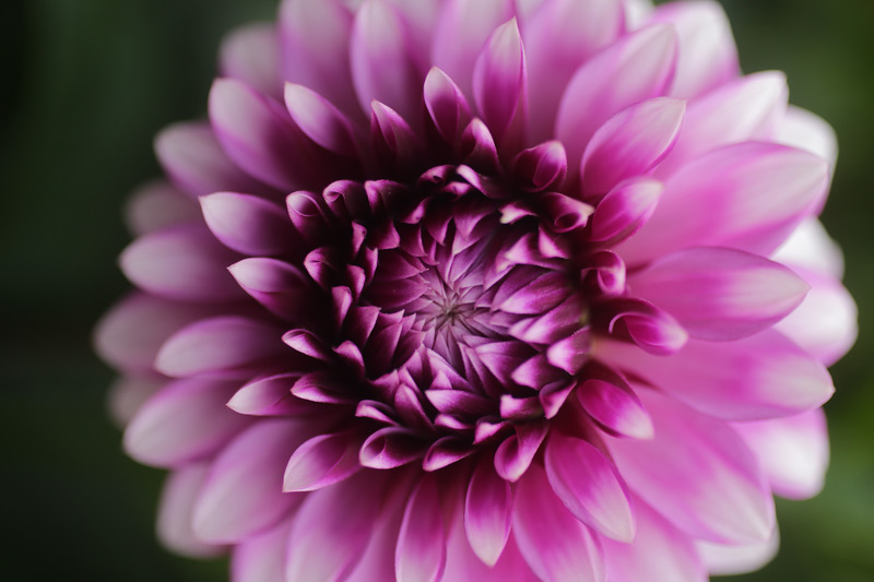 dahlia_purple_close_800