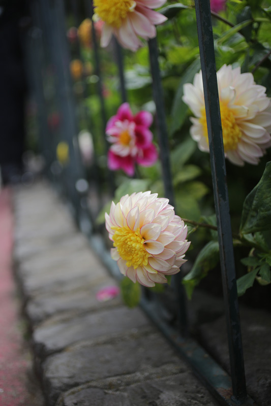 dahlias_bars_800