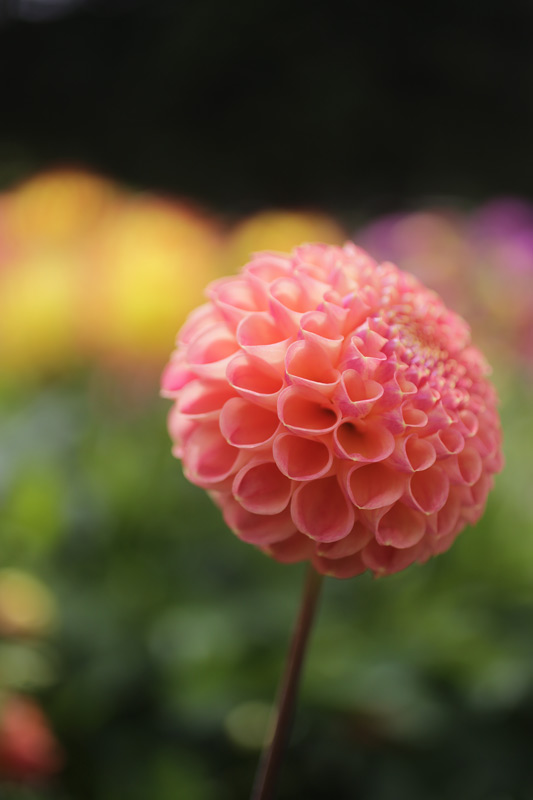 grapefruit_dahlia_800