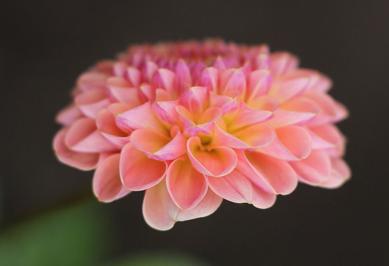pink_dahlia_closeup_800