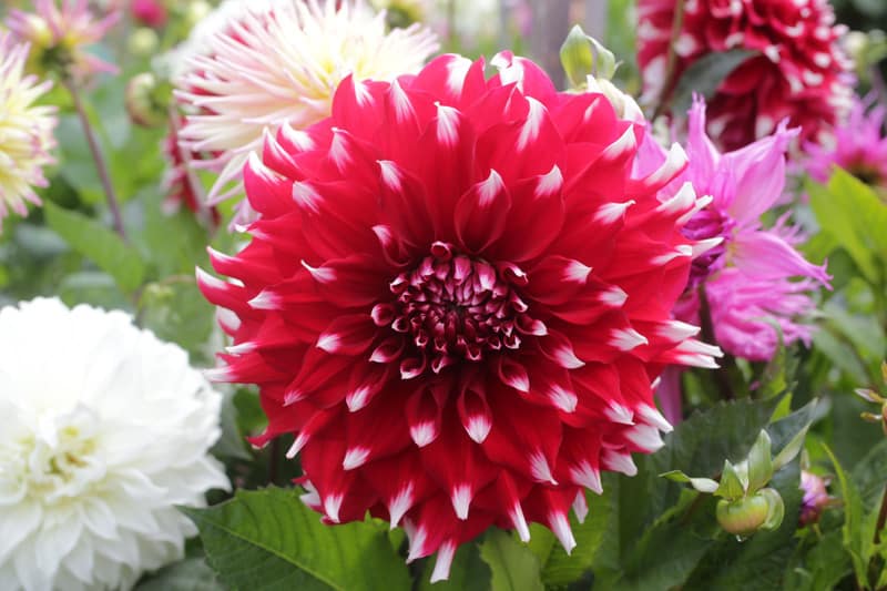red_burst_800