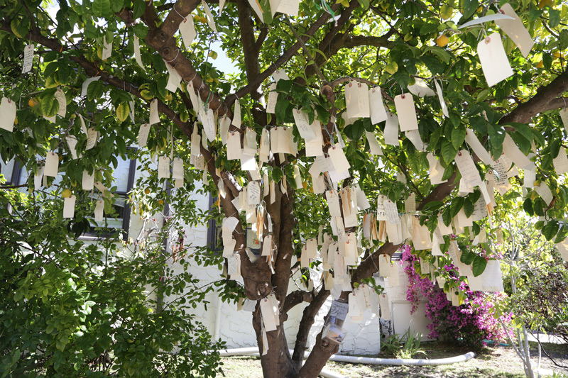 wish_tree_2013_800