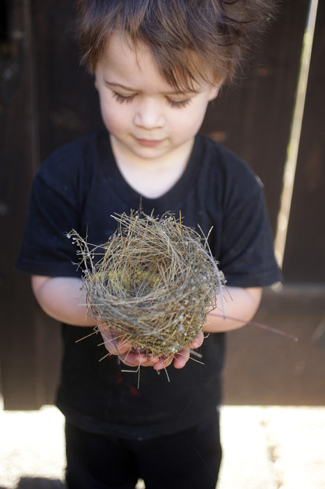 bird_nest_nico_700