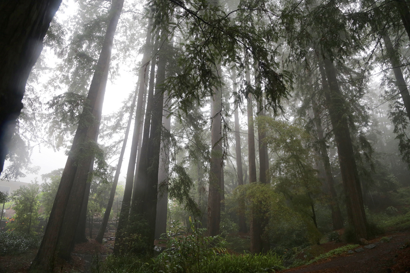 blake_garden_trees_800